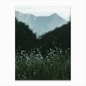 Bloom Canvas Print