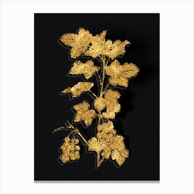 Vintage Redcurrant Plant Botanical in Gold on Black Canvas Print