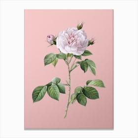 Vintage Rosa Alba Botanical on Soft Pink n.0085 Canvas Print