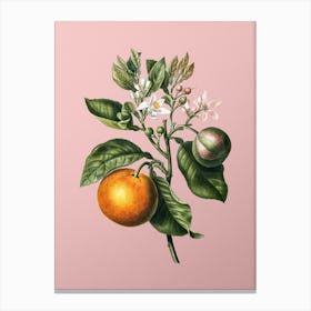 Vintage Bitter Orange Botanical on Soft Pink n.0192 Canvas Print