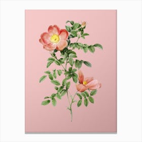 Vintage Red Sweetbriar Rose Botanical on Soft Pink n.0785 Canvas Print