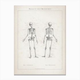 Vintage Meyers 7 Skelett Des Menschen Canvas Print