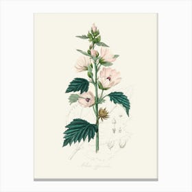 Vintage Botanical John Stephenson and James Morss Churchill Art Print_2731659 Canvas Print