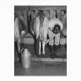 Strapping Legs Of Cow Before Milking, Mineral King Cooperative Farm,Tulare County, California By Russell Lee Canvas Print