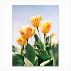 Yellow Tulips // The Netherlands // Nature Photography  Canvas Print
