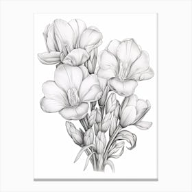 Freesias Flower Vintage Botanical 1 Canvas Print