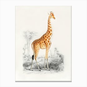 Giraffe 4 Canvas Print