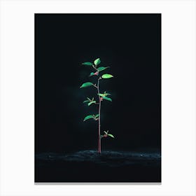 Tree Growing In The Dark 4 Canvas Print