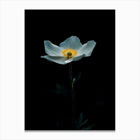 White Anemone Flower 6 Canvas Print