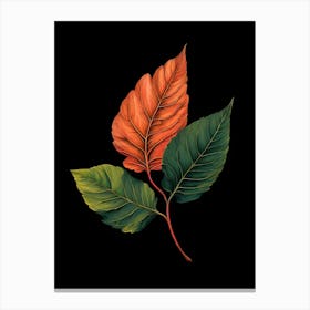 Autumn Leaves On Black Background Canvas Print