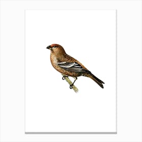 Vintage Pine Grosbeak Male Bird Illustration on Pure White n.0145 Canvas Print