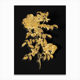 Vintage Red Sweetbriar Rose Botanical in Gold on Black n.0126 Canvas Print