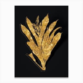 Vintage Cordyline Fruticosa Botanical in Gold on Black n.0589 Canvas Print