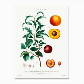 Inside Part Of Apricot, Pierre Joseph Redoute Canvas Print