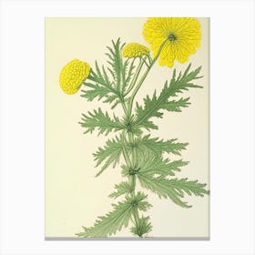 Tansy Herb Pencil Colour 2 Canvas Print