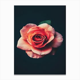 Rose Wallpaper 11 Canvas Print