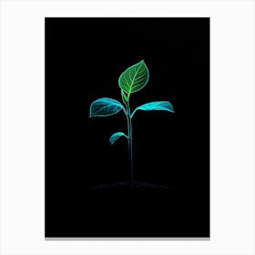 Plant Growing In The Dark 24 Canvas Print