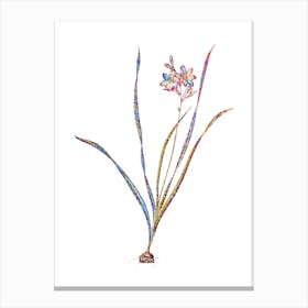 Stained Glass Gladiolus Lineatus Mosaic Botanical Illustration on White n.0027 Canvas Print