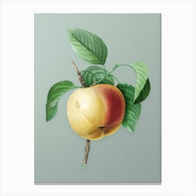 Vintage Snow Calville Apple Botanical Art on Mint Green n.0063 Canvas Print