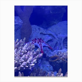 Starfish In An Aquarium Canvas Print