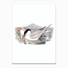 Vintage Powerful Tern Bird Illustration on Pure White Canvas Print