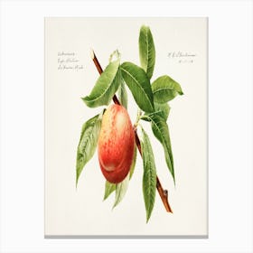 Peach On A Branch Canvas Print