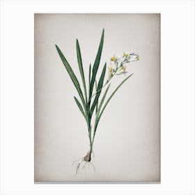 Vintage Gladiolus Xanthospilus Botanical on Parchment n.0651 Canvas Print