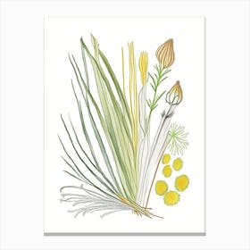 Lemongrass Spices And Herbs Pencil Illustration 4 Canvas Print