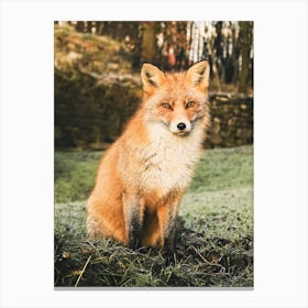 Red Fox In Grass Canvas Print