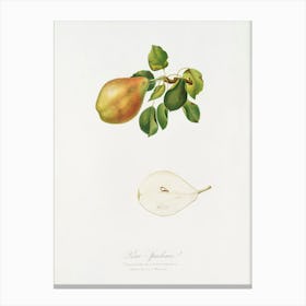 Pear (Pyrus Spaddonia) From Pomona Italiana (1817 1839), Giorgio Gallesio Canvas Print