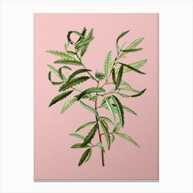 Vintage Sweetfern Botanical on Soft Pink n.0743 Canvas Print