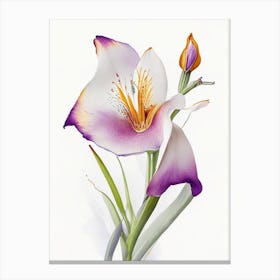 Mariposa Lily Wildflower Watercolour 2 Canvas Print