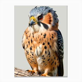 Peregrine Falcon Canvas Print