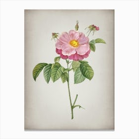 Vintage Speckled Provins Rose Botanical on Parchment n.0227 Canvas Print
