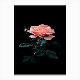 Pink Rose On Black Background 11 Canvas Print