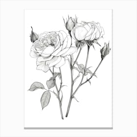 Roses Sketch 26 Canvas Print
