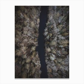 Aerial Forest Creek Canvas Print