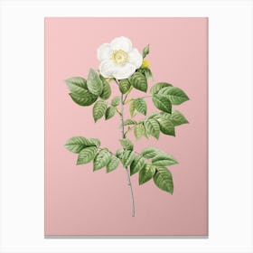 Vintage Leschenault's Rose Botanical on Soft Pink n.0294 Canvas Print