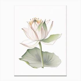 American Lotus Pencil Illustration 1 Canvas Print