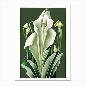 Zantedeschia Aethiopica Floral Botanical Vintage Poster Flower Canvas Print
