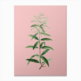 Vintage Lemon Verbena Branch Botanical on Soft Pink n.0842 Canvas Print