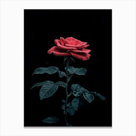 Dark Rose 68 Canvas Print