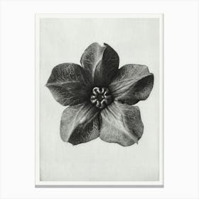 Mexican Ivy, Karl Blossfeldt Canvas Print