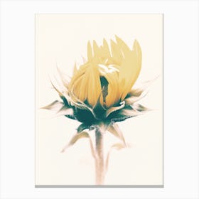 Closed Sunflower Petals Canvas Print