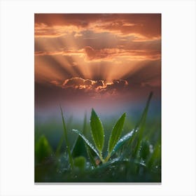 Sunset Over Grass 1 Canvas Print