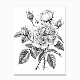 Black And White Rose Line Drawing 3 Canvas Print