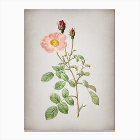 Vintage Sparkling Rose Botanical on Parchment n.0658 Canvas Print