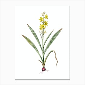 Vintage Wachendorfia Thyrsiflora Botanical Illustration on Pure White Canvas Print