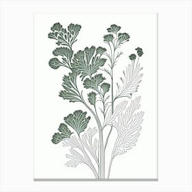 Chervil Herb William Morris Inspired Line Drawing Canvas Print