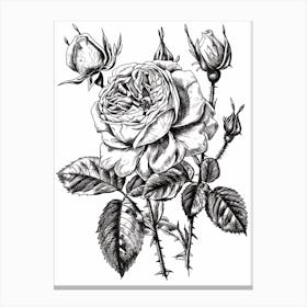 Black And White Rose Line Drawing 10 Canvas Print